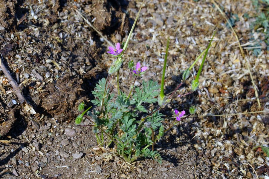 Erodium sp. (Geraniaceae)